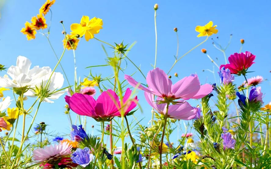 Blumenwiese anlegen: So geht es - LANDI - LANDI